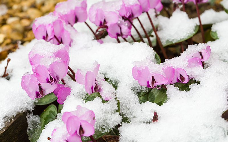 Alpenveilchen im Schnee Alpenveilchen im Schnee