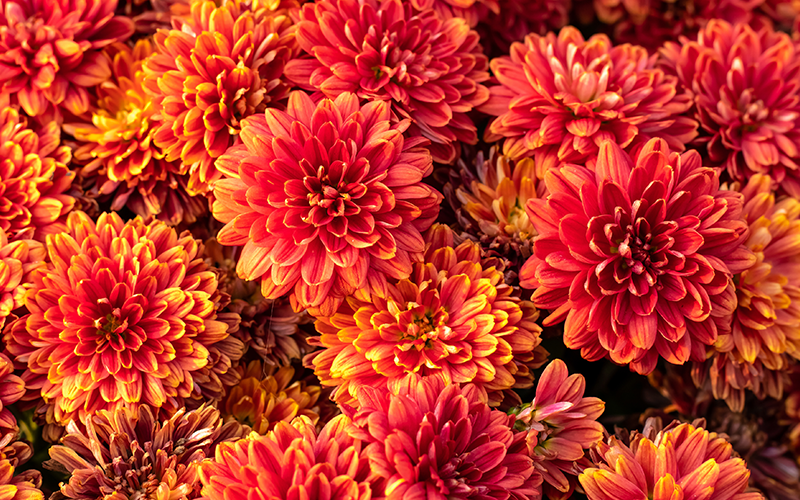 Chrysantheme Chrysantheme