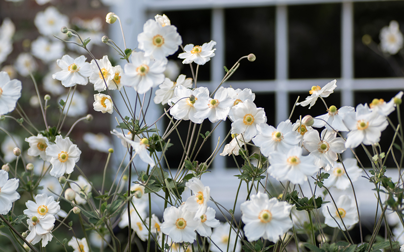 Herbstanemone Herbstanemone