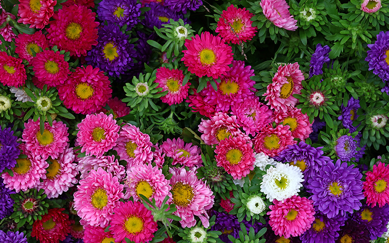 Herbstastern Herbstastern