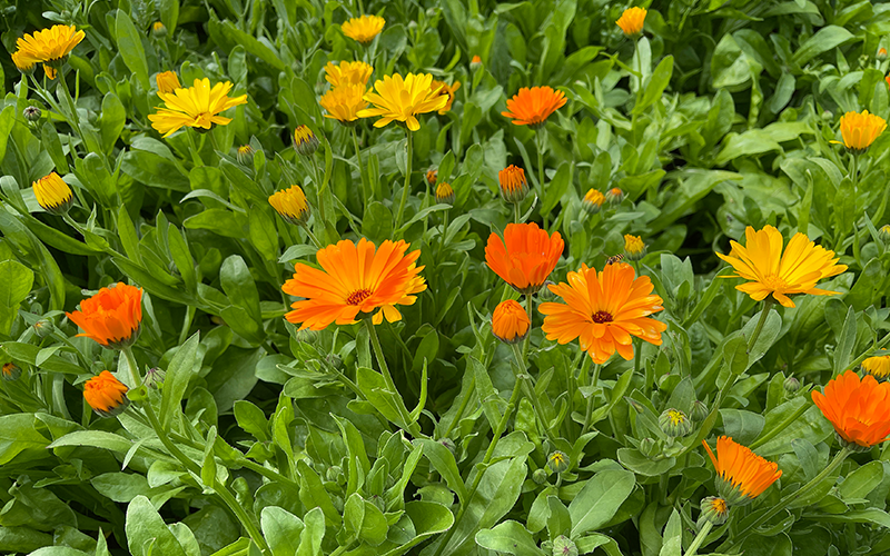 Ringelblume Ringelblume