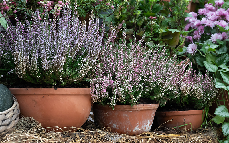 Winterheide (Roter Strauch) Winterheide (Roter Strauch)