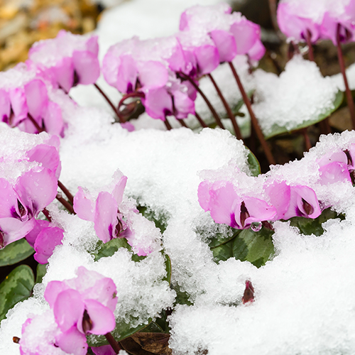 Alpenveilchen im Schnee