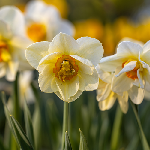 Narzissen